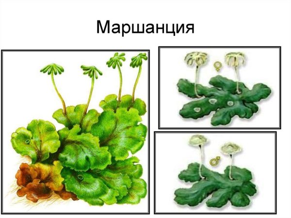 Класс печеночники маршанция