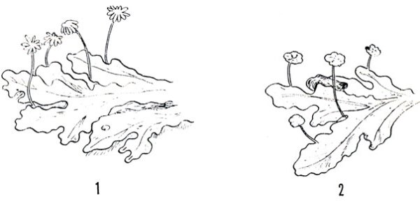 Маршанция мох