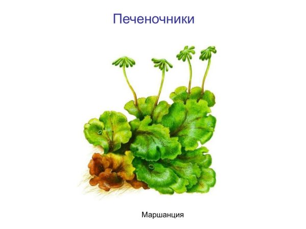 Маршанция ризоиды