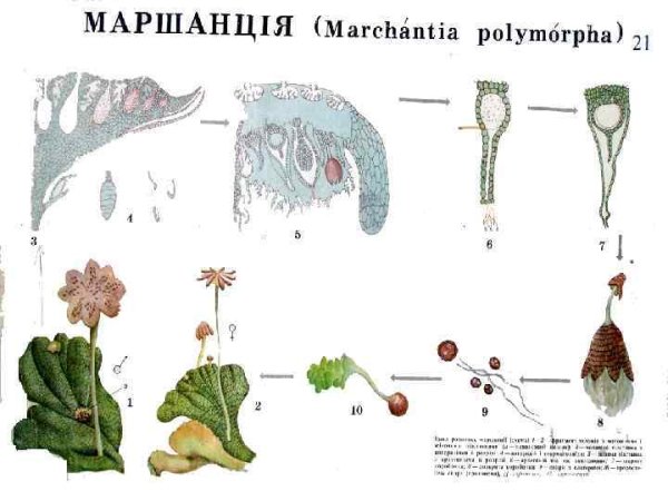 Маршанция обыкновенная строение