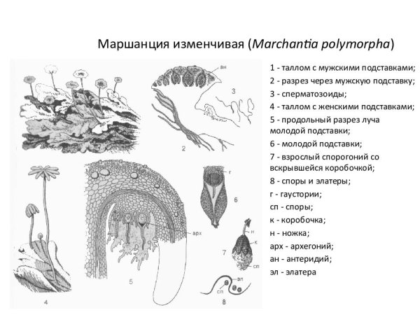 Строение спорогония маршанции