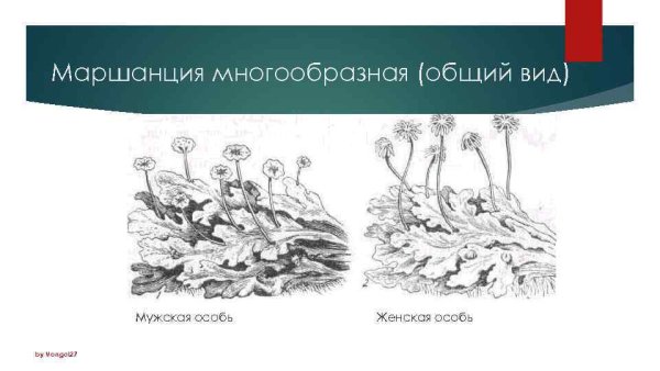 Внешний вид маршанции многообразной