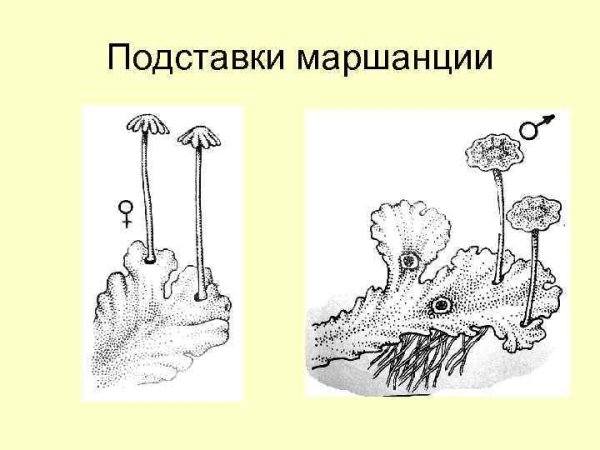 Маршанция обыкновенная таллом