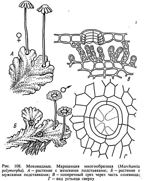 Маршанция обыкновенная строение