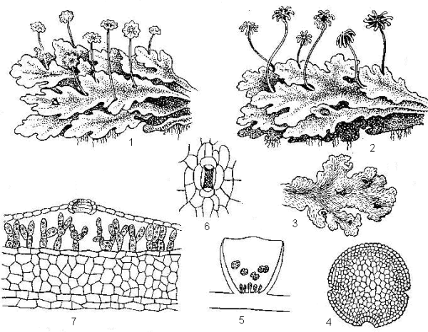 Коробочка маршанции