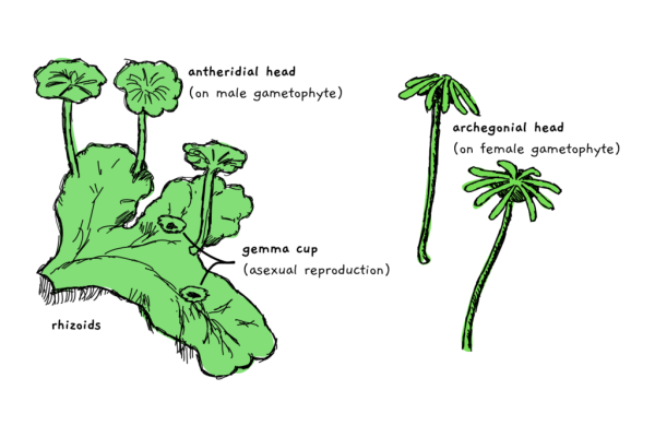 Спорогон маршанции