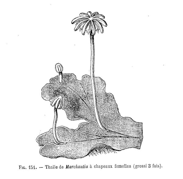 Маршанция строение
