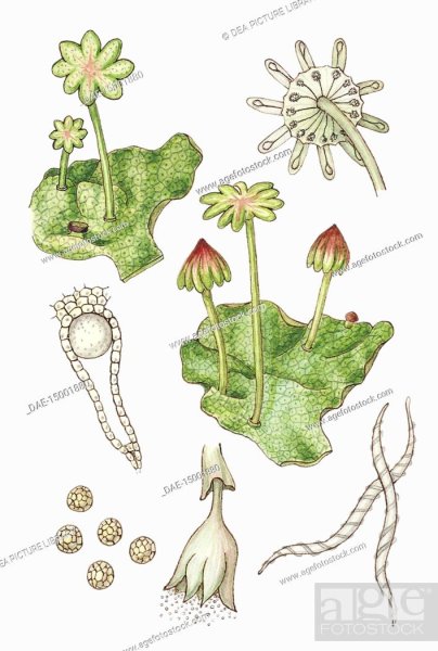 Устьица маршанции