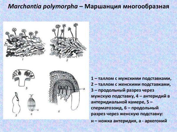 Маршанция мох