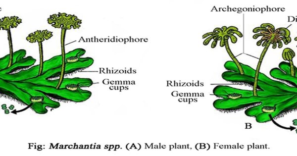 Маршанция мох схема