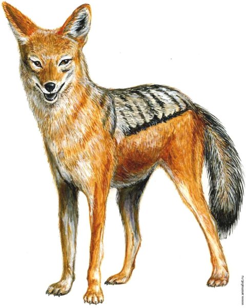Risunki Шакал