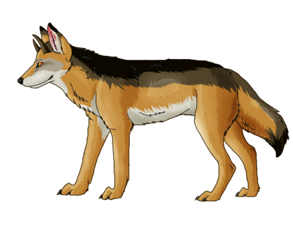 Волк койот и Шакал