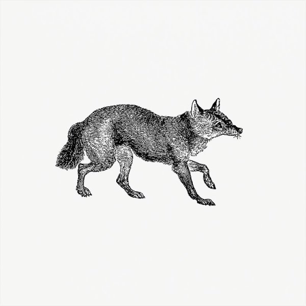 Койот вектор