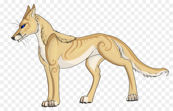 Как нарисовать шакала