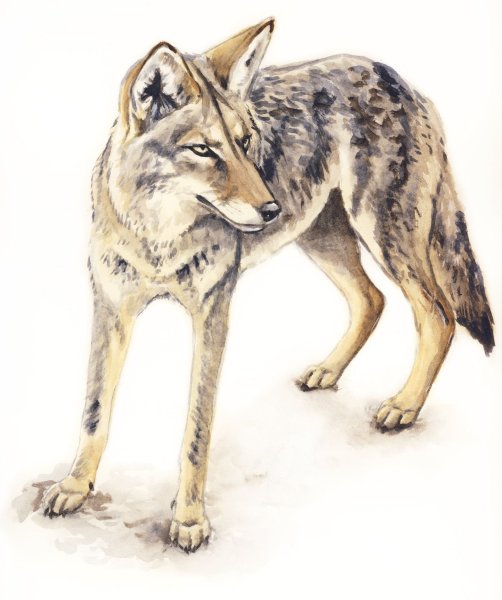 Canis lepophagus