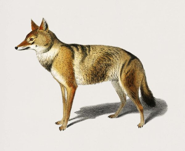 Шакал для детей
