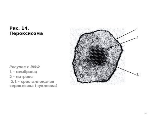 Пероксисома рисунок строение