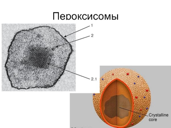 Строение клетки пероксисомы