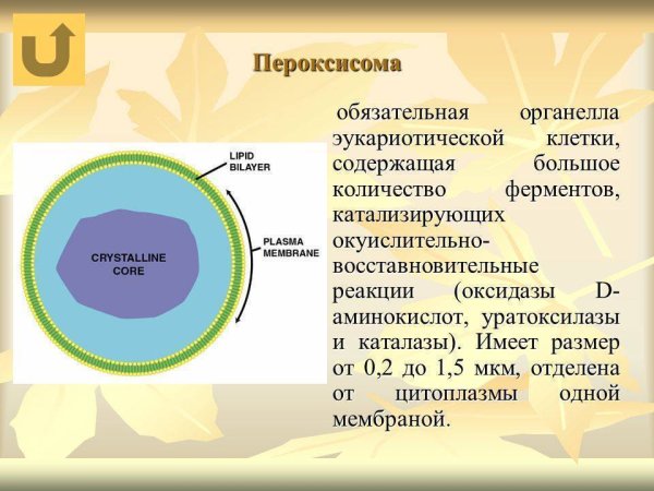 Строение клетки пероксисома