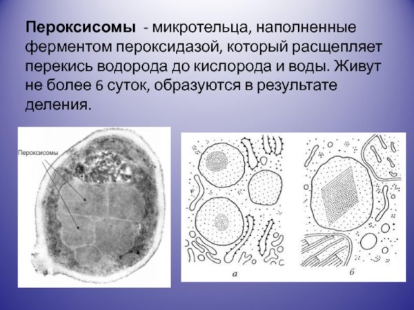 Строение клетки пероксисома