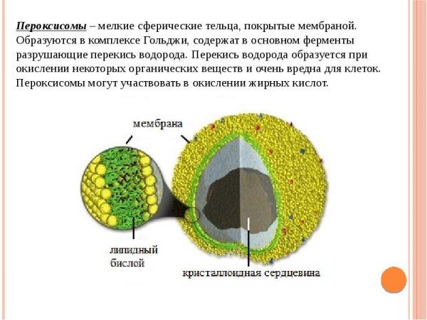 Строение и функции пероксисом