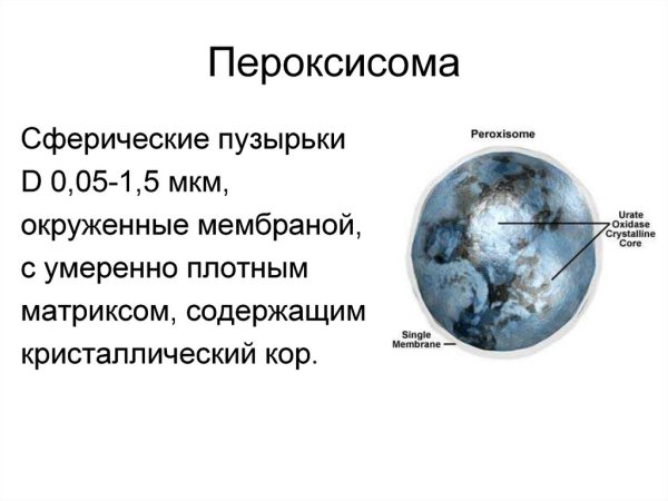 Строение и функции пероксисом