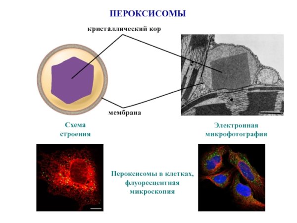 Схема строения пероксисомы