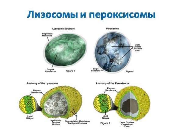 Пероксисома строение