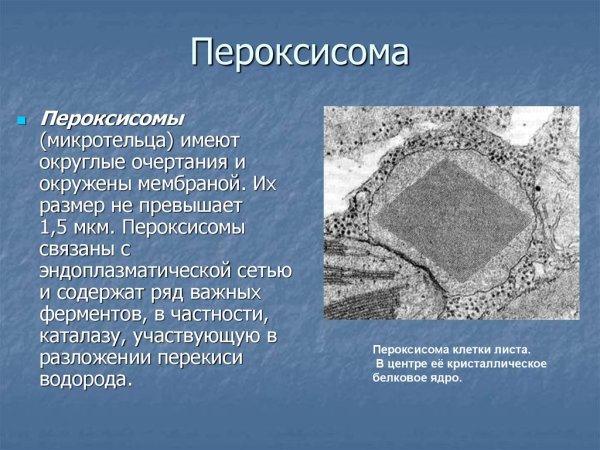 Строение клетки пероксисома