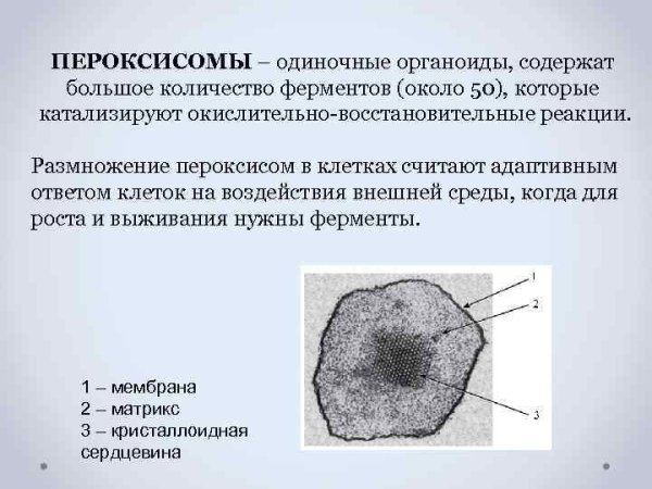 Строение клетки пероксисома