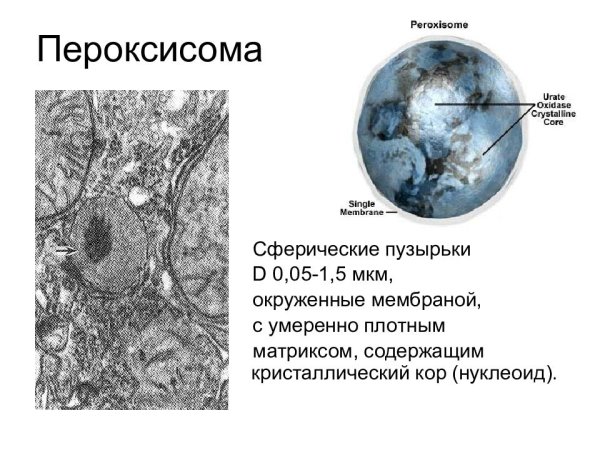 Строение клетки пероксисома