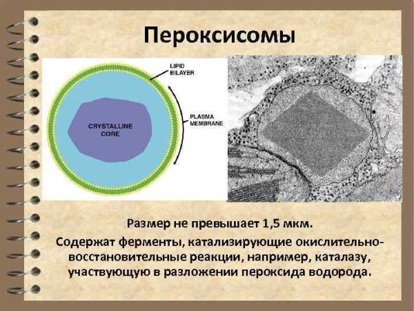 Строение пероксисомы растительной клетки