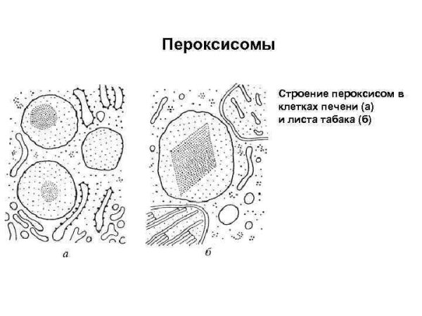 Микротельца в растительной клетке