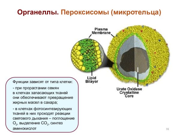 Строение и функции пероксисом