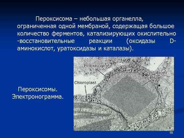 Пероксисомы строение микроскоп