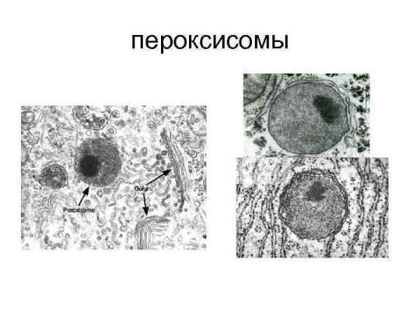 Пероксисомы строение кратко
