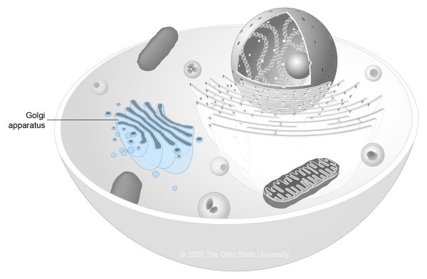 Пероксисомы в растительной клетке