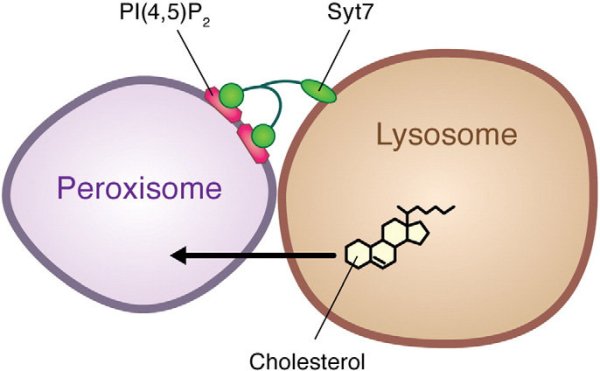 Пероксисома фотография