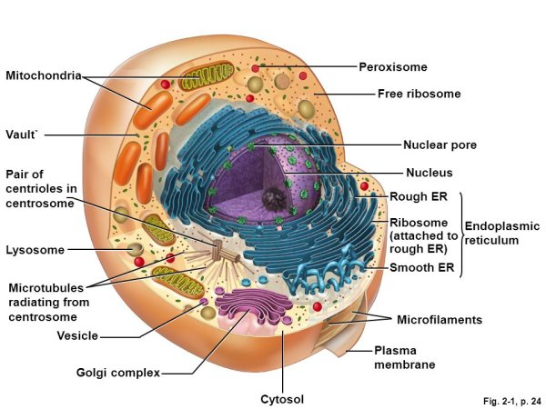 Пероксисомы у растений