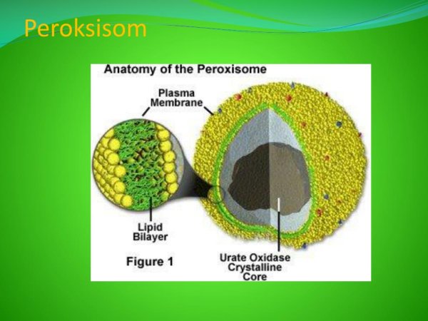 Пероксисомы под микроскопом