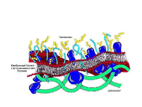 Строение мембраны возбудимой клетки физиология