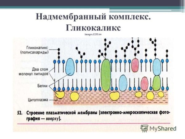 Гликопротеин и гликокаликс