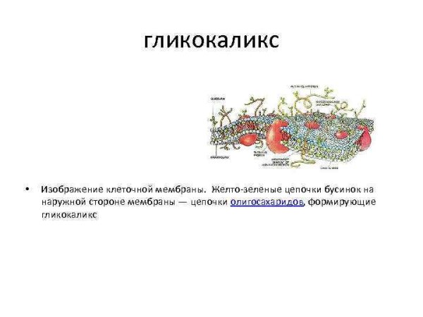 Гликокаликс строение и функции
