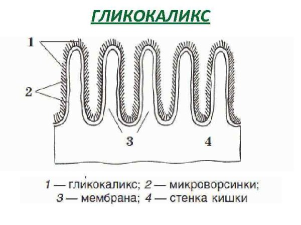 Клеточная мембрана гликокаликс
