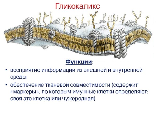 Клеточная мембрана гликокаликс