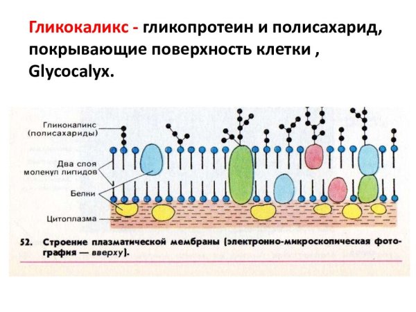 Схема плазматической мембраны клетки