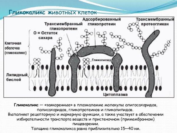 Клеточная мембрана гликокаликс