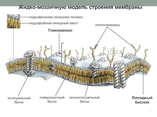 Надмембранный комплекс гликокаликс