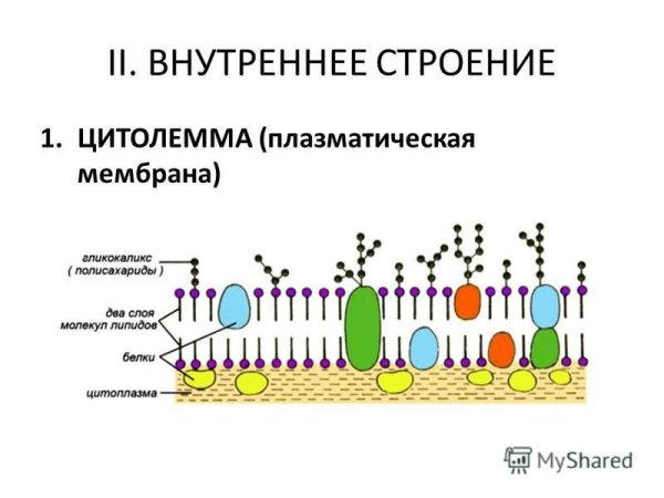 С наружной стороны расположен гликокаликс