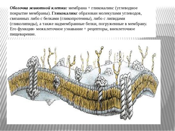 Схема строения плазматической мембраны